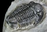Detailed Gerastos Trilobite Fossil - Morocco #108482-5
